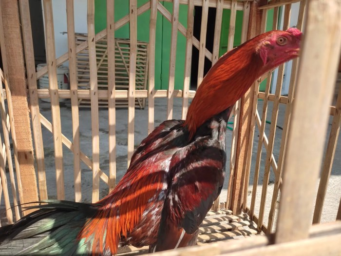 Daun penggemuk ayam di Raimanuk, Belu