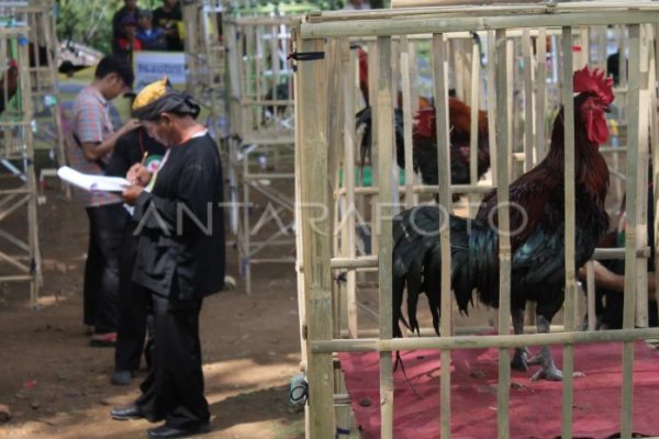 Jemur Ayam Pelung Jumbo - YouTube