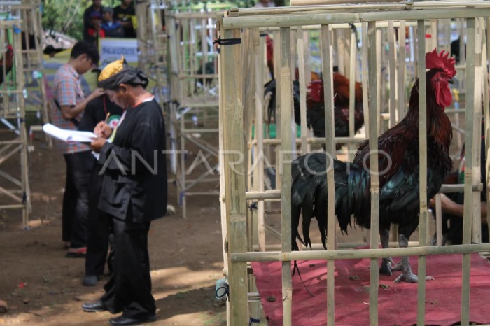 Galeri Foto Ayam Pelung Terbaru : Ayam yang Berasal dari Cianjur ini