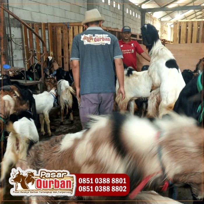 Daging kambing di Sukodono, Sidoarjo
