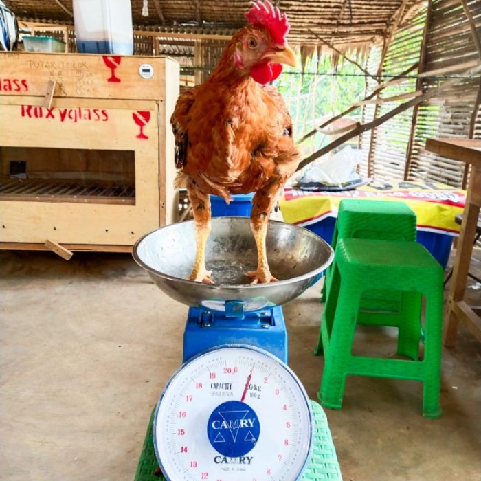 Jual Pusat Ayam Kampung Segar Di Palembang | Shopee Indonesia Budidaya ayam di Lembah Segar, Kota Sawahlunto