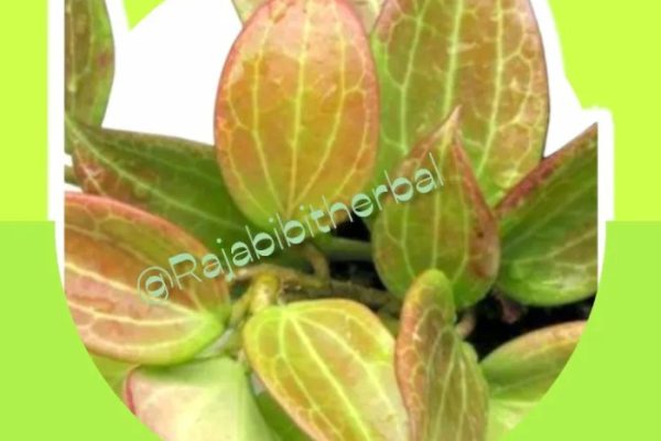 Daun penggemuk ayam di Hoya, Kab. Mimika