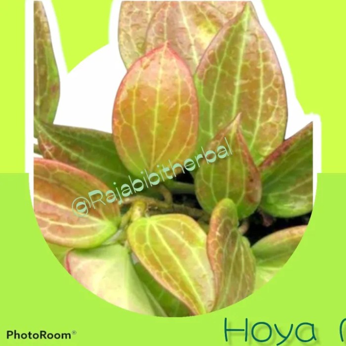 Daun penggemuk ayam di Hoya, Kab. Mimika