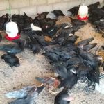 Budidaya ayam di Padang Cermin, Pesawaran