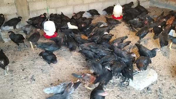 Budidaya ayam di Padang Cermin, Pesawaran