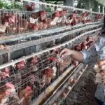 Mengenal Peternakan Ayam dan Cara Mengelola Bisnisnya! – CV. Abadi Farm ...