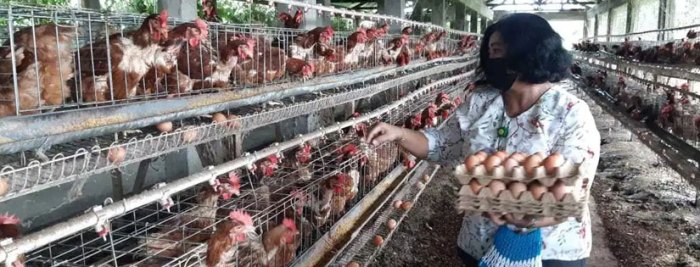 PETERNAKAN AYAM KAMPUNG PETELUR DI BOGOR | ANTARA Foto