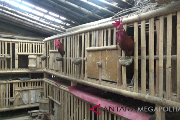 Ayam merah petelur di Merlung, Kabupaten Tanjung Jabung Barat