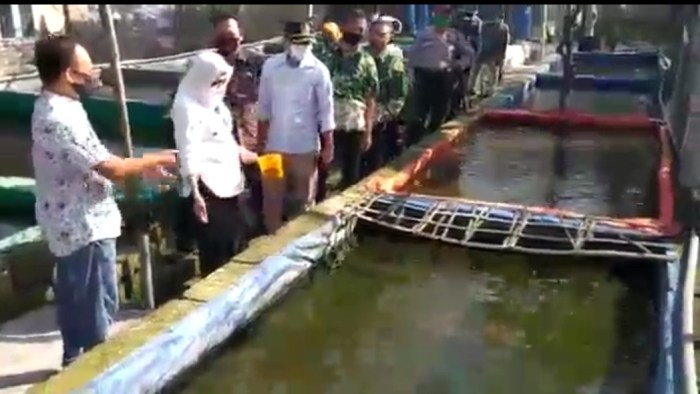 Populasi Ayam Petelur Di Jatim 52,9 Juta ekor, 28 Persen Dari Populasi ... Populasi Ayam Petelur Di Jatim 52,9 Juta ekor, 28 Persen Dari Populasi ...