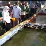 ternak lele dan ayam petelur