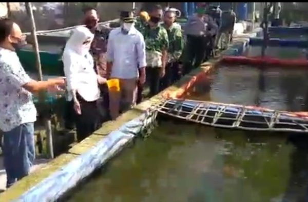 ternak lele dan ayam petelur