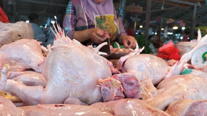 Cara Beternak Ayam Kampung Super atau Joper - Beternak Ayam Cara Beternak Ayam Kampung Super atau Joper - Beternak Ayam