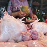 Ayam layer di Kuala Jambi, Kabupaten Tanjung Jabung Timur