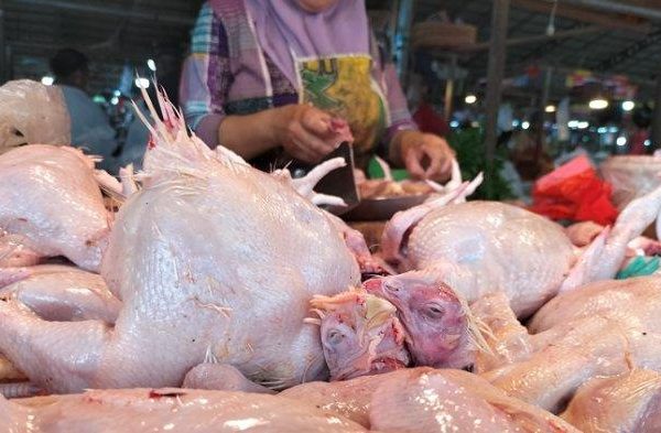 Ayam layer di Kuala Jambi, Kabupaten Tanjung Jabung Timur