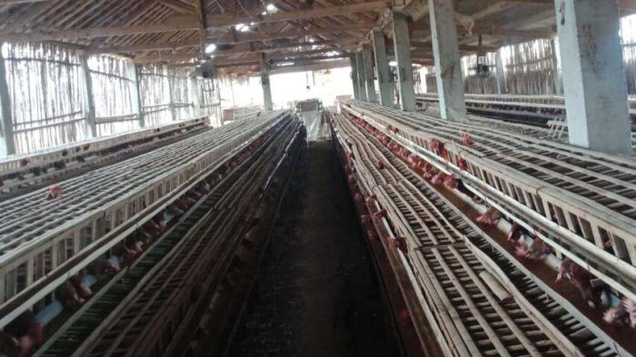 Ayam Ternak di Mlarak, Ponorogo