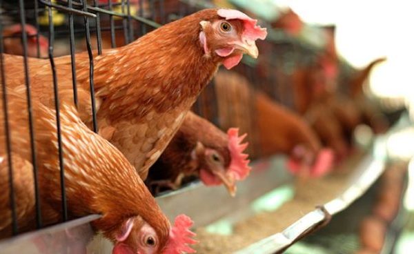 Ternak ayam petelur di Seponti, Kayong Utara