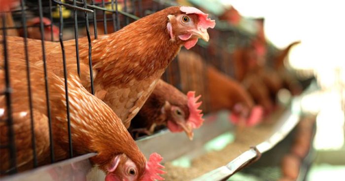 PETERNAKAN AYAM KAMPUNG PETELUR DI BOGOR | ANTARA Foto Ternak ayam petelur di Seponti, Kayong Utara