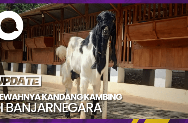 Daging kambing di Wanadadi, Banjarnegara