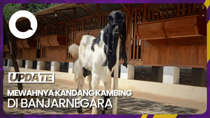 Dusun Kecil di Banjarnegara Ini Bisa Kurban 73 Sapi dan 254 Kambing ... Daging kambing di Pandanarum, Banjarnegara