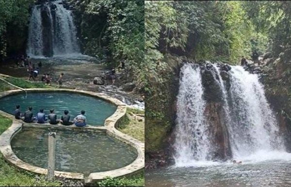Daun penggemuk ayam di Batukliang, Lombok Tengah