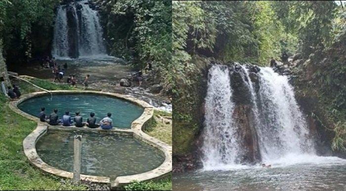 Daun penggemuk ayam di Batukliang, Lombok Tengah