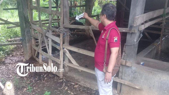 PETERNAKAN WONOGIRI : Bau, Ternak Babi di Wonoharjo Diprotes Warga ... Budidaya ternak ayam di Wonogiri, Kab. Wonogiri