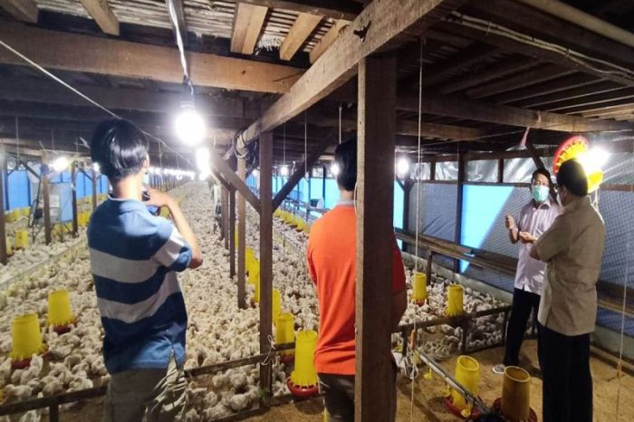 PEMKAB BOYOLALI CARIKAN SOLUSI PETERNAK TOLAK INTEGRATOR – Pemerintah ... Budidaya ternak ayam di Teras, Boyolali