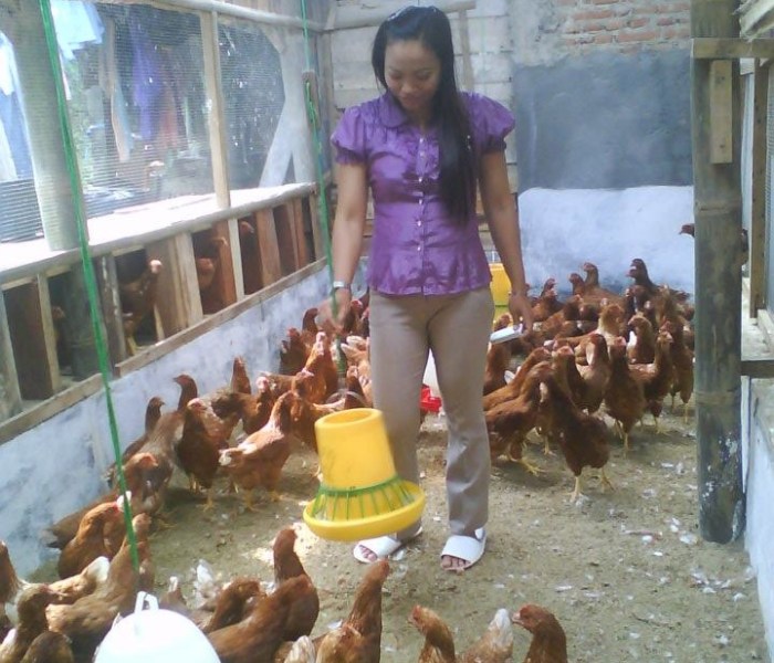 Koperasi TKI Purna, Kembangkan Budidaya Ayam Petelur - Pusat Sumber ...