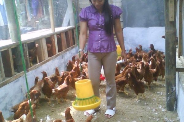 Dimana Tempat Jual Ayam Petelur Terbaik dan Terlengkap – Aplikasi ...