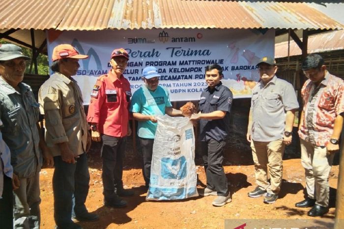 10 Cara Sukses Ternak Ayam Petelur Dari Awal Sampai Panen - HOBI TERNAK Ternak ayam petelur di Toari, Kolaka
