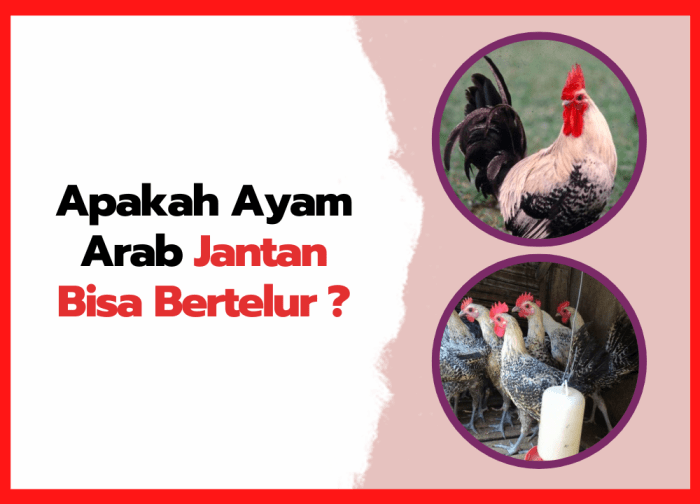 Jual ayam Arab remaja - ayam kampung arab | Shopee Indonesia