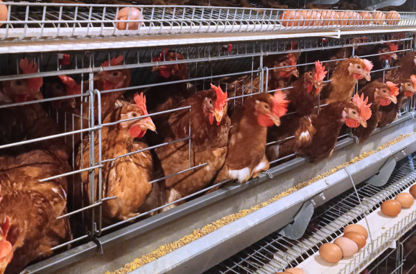 Ayam petelur jantan di Koto VII, Kabupaten Sijunjung