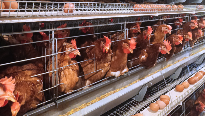 Ternak ayam petelur di Teunom, Aceh Jaya