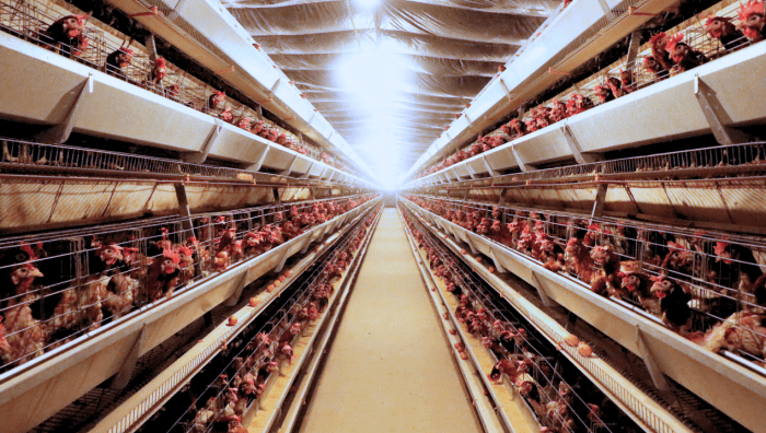 Kandang Ayam Kampung Ternak ayam petelur di Catubouw, Kab. Pegunungan Arfak