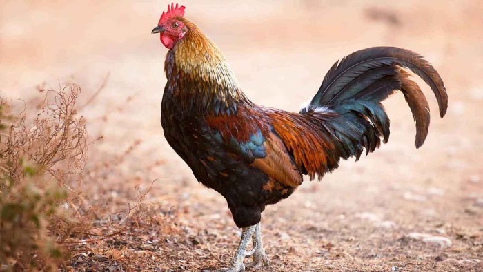 Ayam arab petelur di Doko, Blitar