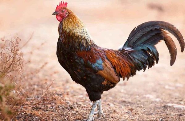 Ayam arab petelur di Patianrowo, Nganjuk