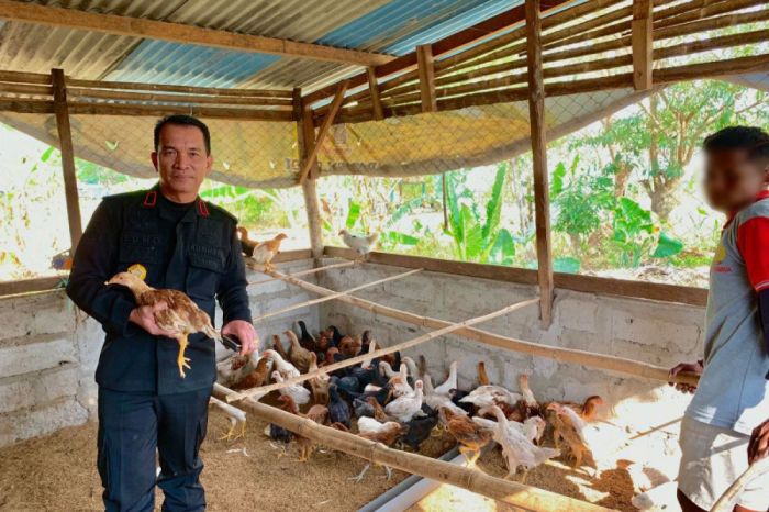Ayam ternak di Banuhampu, Kabupaten Agam