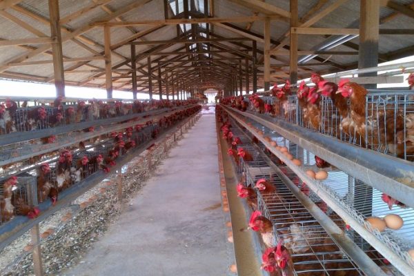 Ternak ayam petelur di Pasimarannu, Kepulauan Selayar