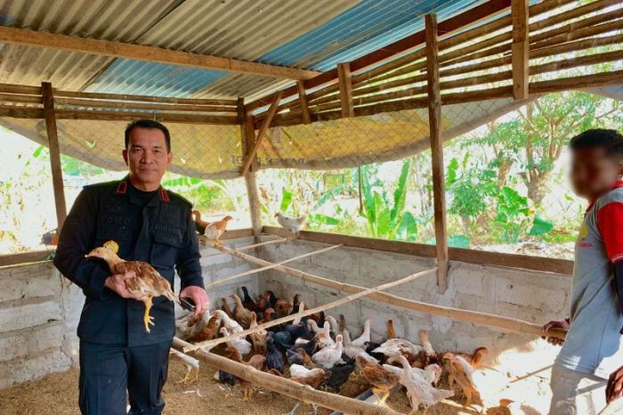 Daun penggemuk ayam di Kota Atambua, Belu
