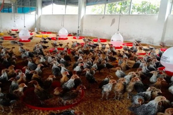 Ayam arab petelur di Rantau Alai, Ogan Ilir