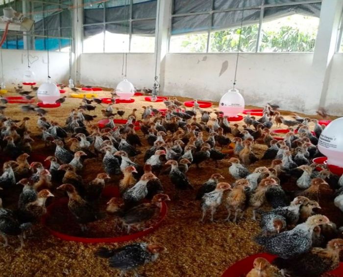 4 Panduan PENTING Ternak Ayam Arab Petelur HOBI TERNAK