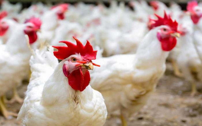 Ayam Ternak di Tigapanah, Karo