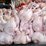 Di Sukabumi, harga ayam potong anjlok di bawah Rp10.000/kg - ANTARA ...