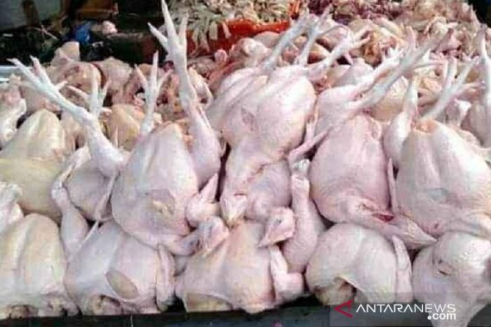 Di Sukabumi, harga ayam potong anjlok di bawah Rp10.000/kg - ANTARA ... Di Sukabumi, harga ayam potong anjlok di bawah Rp10.000/kg - ANTARA ...