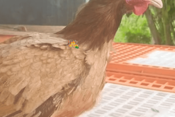 Ayam elba kampung petelur super di Donomulyo, Malang