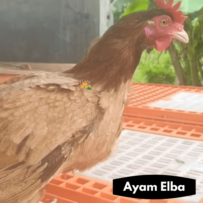 Ayam elba kampung petelur super di Nganjuk, Kab. Nganjuk