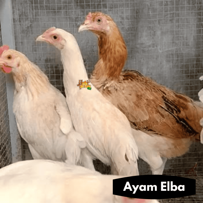 Ayam elba kampung petelur super di Pademawu, Pamekasan
