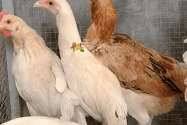 Ayam elba kampung petelur super di Mojo, Kediri