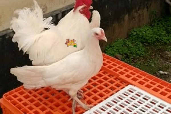 Ayam elba kampung petelur super di Ledokombo, Jember