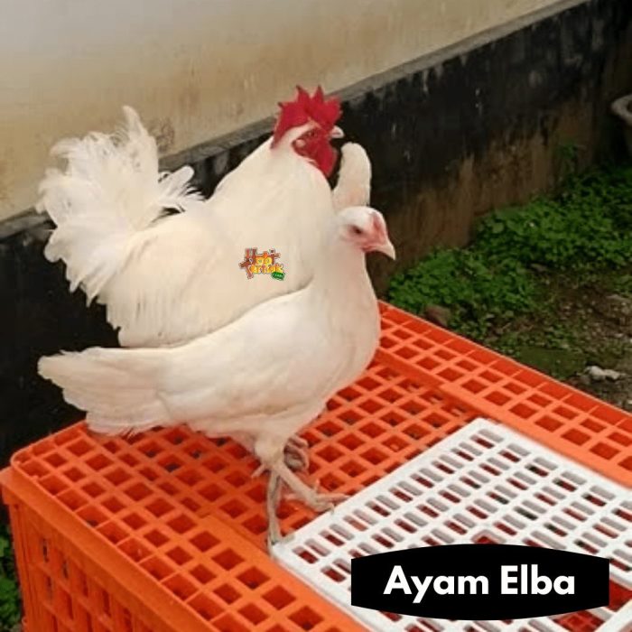WAJIB TAU !! MENINGKATKAN PRODUKSI TELUR AYAM ELBA PETELUR SUPER - YouTube Ayam elba kampung petelur super di Air Hangat Timur, Kabupaten Kerinci